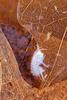 Hyalella azteca (Amphipod)