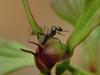 Ant