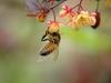 Honeybee