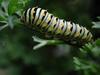Caterpillar