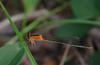 Damselfly