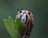 Caterpillar