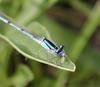 Damselfly