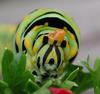 Butterfly Caterpillar