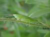 Grasshopper