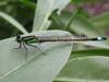 Damselfly