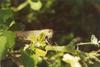 Grasshopper
