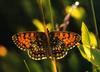 Heath Fritillary Butterfly (Mellicta athalia)