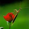 Mantis