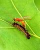 Wasp