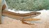Asian Long-tailed Lizard (Takydromus sexlineatus) 002