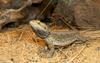 Bearded Dragon (Pogona barbata)