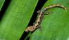 Mourning Gecko (Lepidodactylus lugubris)002lr