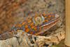 Tokay Gecko (Gekko gecko)001