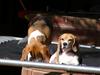 dogs on the trampoline 1