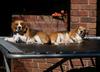 dogs on the trampoline 3