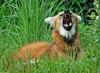 Expressions of a Maned Wolf - Maned Wolf (Chrysocyon brachyurus)0126