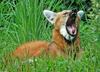 Expressions of a Maned Wolf - Maned Wolf (Chrysocyon brachyurus)0133