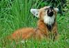 Expressions of a Maned Wolf - Maned Wolf (Chrysocyon brachyurus)0135