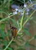 Chinese Mantid (Tenodera aridifolia), Viceroy butterfly (Limenitis archippus)