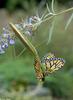 Chinese Mantid (Tenodera aridifolia), Viceroy butterfly (Limenitis archippus)