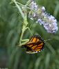 Chinese Mantid (Tenodera aridifolia), Viceroy butterfly (Limenitis archippus)