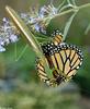 Chinese Mantid (Tenodera aridifolia), Viceroy butterfly (Limenitis archippus)