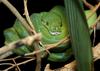 Green Tree Python (Morelia viridis)