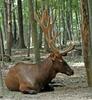 Elk (Cervus elaphus)