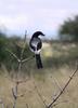 Long tailed fiscal shrike