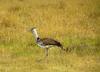 Kori bustard