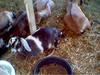 Goats