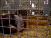 Rabbit #2