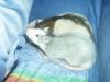 Rats