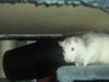 Rats