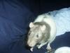 Rats