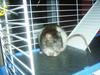 Rats