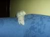 Rats