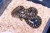 S.Fla.Mole Kingsnake (L. c. occipitolineata)