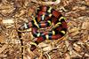 Scarlet Kingsnake (L.t. elapsoides)