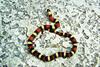 Pueblan Milksnake (L.t. campbelli)