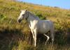 White Horse