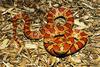 Cornsnake (Elaphe guttata guttata)