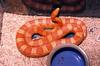 Cornsnake (E. g. gutatta) 