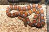 Cornsnake (E.g. gutatta) 