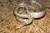 Cornsnake (Elaphe g. gutatta) 