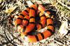 Honduran Milksnake ( L.t. hondurensis )