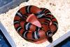 Andean Milksnake ( L.t. andesiana)