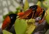 wasp naptime 5