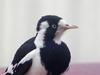 Magpie-Lark (female)
